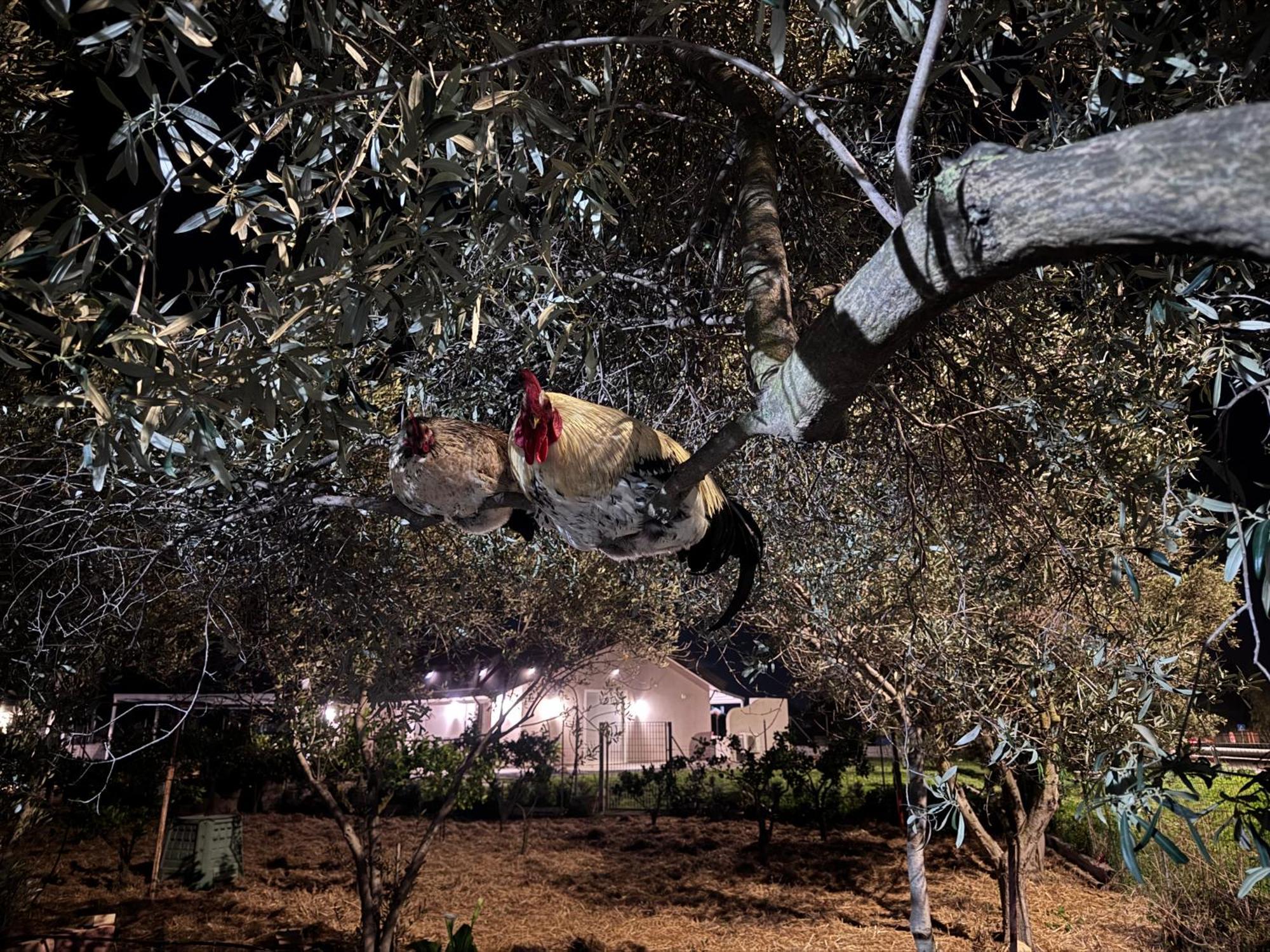 Le Potager Ξενοδοχείο Quartu SantʼElena Εξωτερικό φωτογραφία